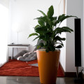 STUDIO PLANTER - CONO
