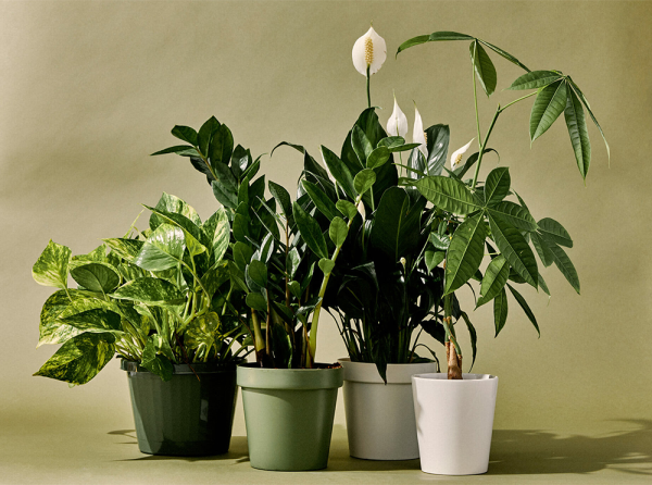 Plants that make it easy being green